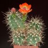 Echinocereus_roemeri